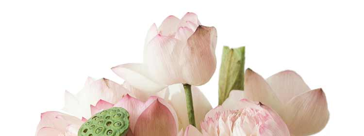 lotus